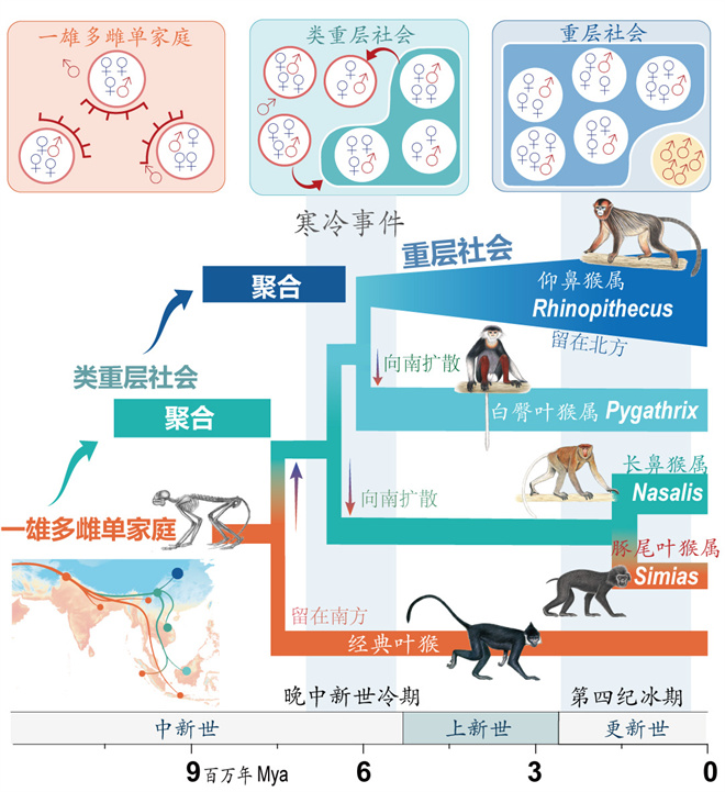 Science封面文章:15vip太阳集团官网金丝猴研究团队首次系统揭示灵长类社会演化之谜_fororder_寒冷事件促进亚洲叶猴社会聚合(供图 齐晓光 赵兰 武进伟)